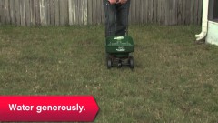 man fertilizing thinning lawn