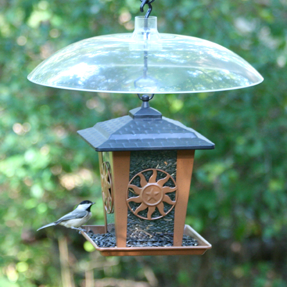 5 Tips For Attracting That Bird Ace Hardware Ace Tips Advice