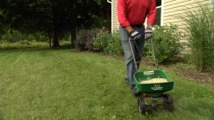 Spreading grass seed with lawn spreader