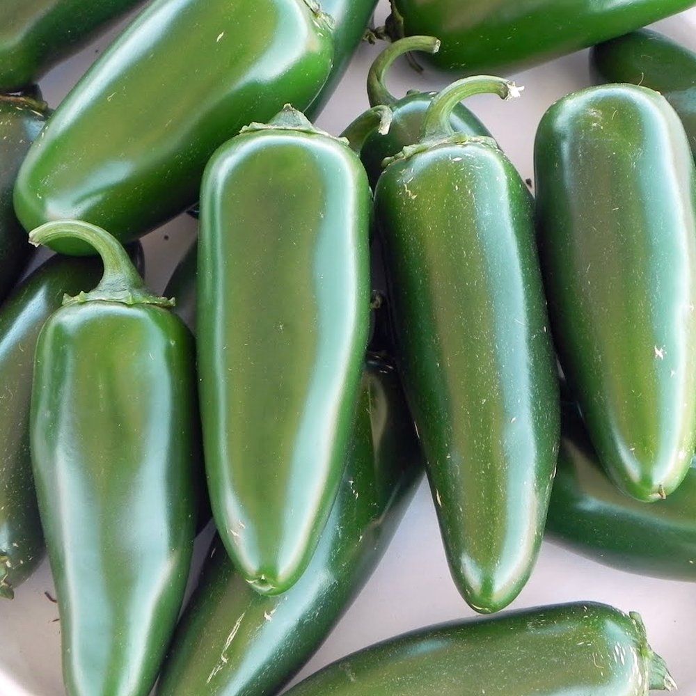 How To Grow Jalapeños ACE Tips & Advice