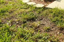 Thinning lawn