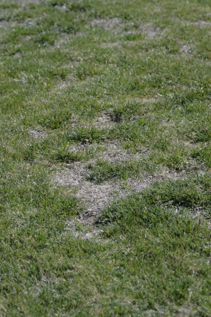 How to Use Lawn Spreaders and Sprayers ACE Tips & Advice