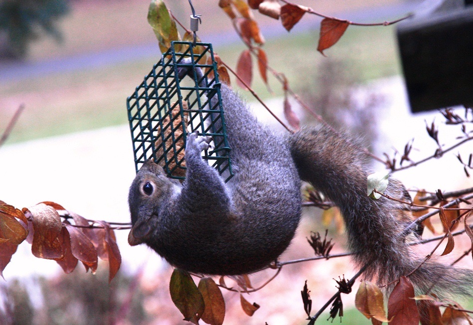 keeping squirrels out of bird feeders