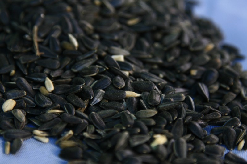 How To Pick The Right Bird Seed ACE Tips & Advice