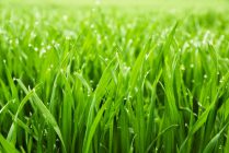 Plush green grass