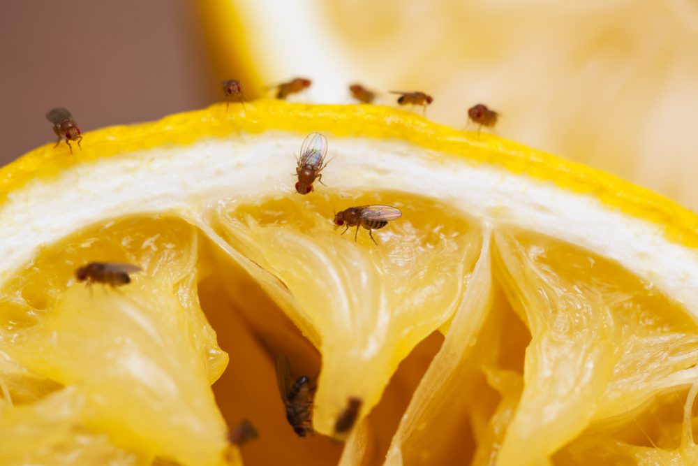 How To Control Fruit Flies In Your Home ACE Tips Advice   IStock 174766622 1000x667 