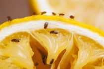 Fruit Flies on Orange